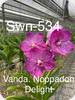 Vanda Noppadon Delight 534